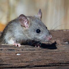 見えない場所に潜む、蜂駆除・ゴキブリ駆除・シロアリ防蟻等の【害虫駆除の生活救急隊 柏営業所】 − 千葉県