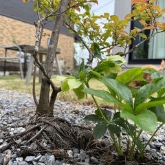植物をお譲りください☘️