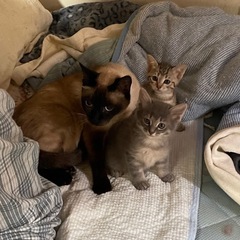 可愛さいっぱいの子猫5匹🩷ずっとのお家待ってまーす