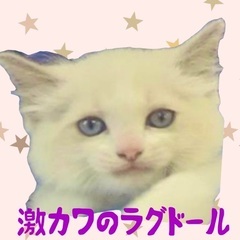 激カワのラグドール🐾金土の限定プライス✨総額138,000…