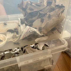 エサ用 フタホシコオロギ