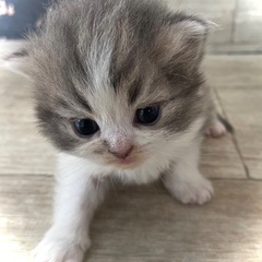 激カワのラガマフィン産まれました✨金・土・日の限定プライス…