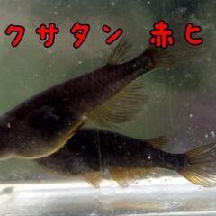 メダカ『ブラックサタン赤ヒレ』卵30個