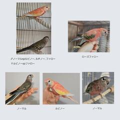アキクサインコ 雛 さし餌中雛〜ひとり餌 成鳥ご家族様募集中♪