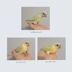 ウロコインコ ムーンチーク雛 ベタ慣れ