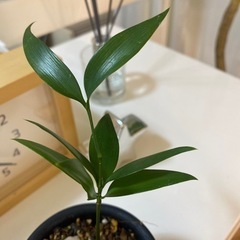 観葉植物　幸せを呼ぶナギ