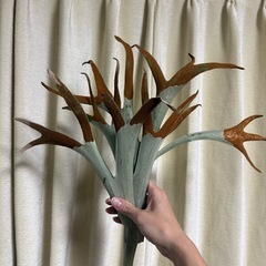 ホワイトホーク　胞子　大量　ビカクシダ