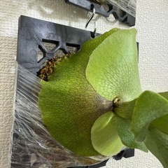 p white gizmo sporeビカクシダ　ホワイトギズモの画像