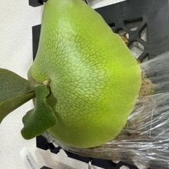 p white gizmo sporeビカクシダ　ホワイトギズモの画像