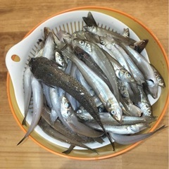 釣り友達募集🎣