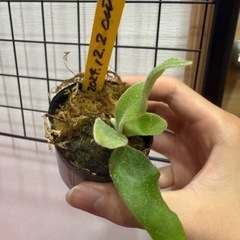 P. willinckii 'celso tatsuta 子株　...