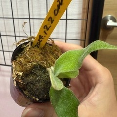 P. willinckii 'celso tatsuta 子株　OC セルソタツタ　ビカクシダ　コウモリラン　の画像