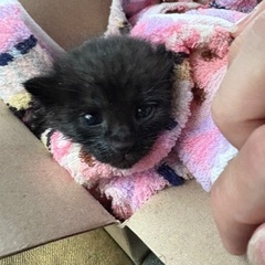 生後二週間の黒猫
