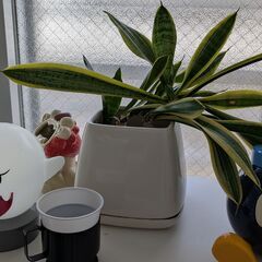 サンセベリア 観葉植物