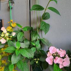 紫陽花 ラグアンジアクリスタルベール
