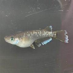 メダカ（フロマージュ）の卵　10個