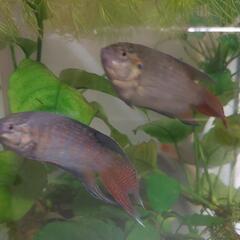 琉球闘魚ペア