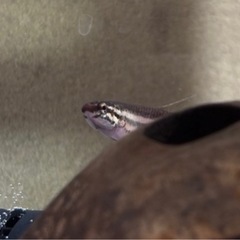 ベタ