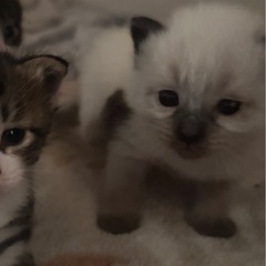 ⭐︎保護猫ちゃん⭐︎シャム風　里親様募集中