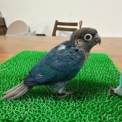 ウロコインコ　ヴァイオレットインブルーワキコガネ　女の子