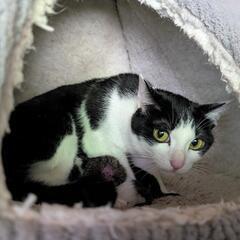 生まれたばかりの黒猫ちゃんと母猫の里親さんを募集しています