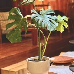 観葉植物　大きなモンステラ　高さ85cm　おしゃれな8号の陶器の...