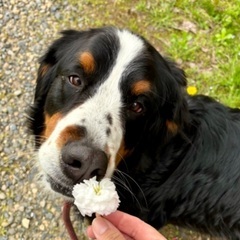 🐕動物好きな方とお友達になりたい🐈‍⬛