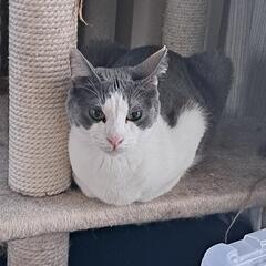 イケメン‼ スバル  灰色&テールポイント 成猫  - 猫