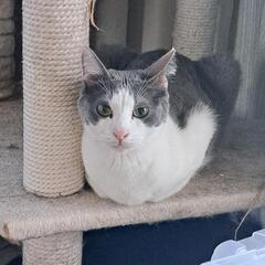 スバル  灰色&テールポイント 成猫 1歳 