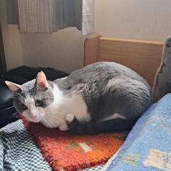 イケメン‼ スバル  灰色&テールポイント 成猫  - 里親募集