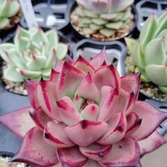 5/24㈯　多肉のぱた屋　今季ラスト出店🌵