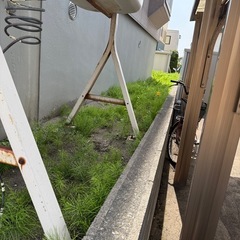 雑草抜きお願い出来る方求めてますm(__)m