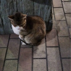 可愛い🩷白キジちゃん、、慣れてきたら人懐っこい甘えん坊 - 猫