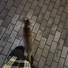 可愛い🩷白キジちゃん、、慣れてきたら人懐っこい甘えん坊 - 里親募集