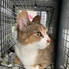 可愛い🩷白キジちゃん、、慣れてきたら人懐っこい甘えん坊 − 岡山県