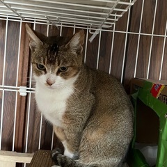 可愛い🩷白キジちゃん、、慣れてきたら人懐っこい甘えん坊