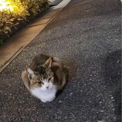 可愛い🩷白キジちゃん、、慣れてきたら人懐っこい甘えん坊 - 倉敷市