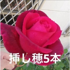 Fスカーレット挿し穂5本