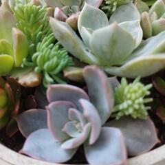 多肉植物寄植えお話中です