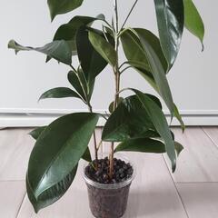観葉植物　ガジュマル　挿し木苗