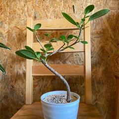 観葉植物　ガジュマル　挿し木苗の画像
