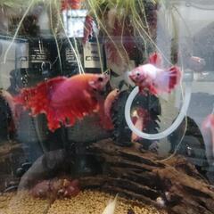 熱帯魚　ベタ