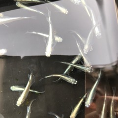 メダカの画像