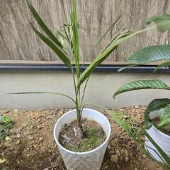 ヤシ　　ココスヤシ