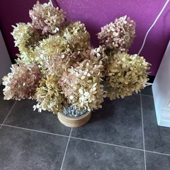 ドライフラワーの画像