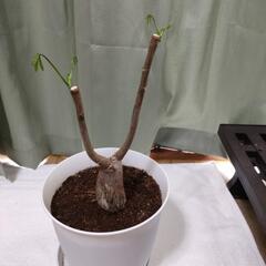 パキラ