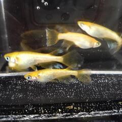 サンシャイめだか　針子、稚魚、幼魚の画像