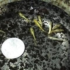 サンシャイめだか　針子、稚魚、幼魚の画像