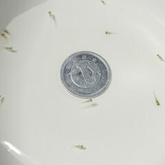 サンシャイめだか　針子、稚魚、幼魚の画像