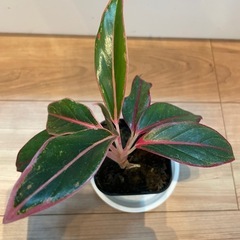 【札落ち】アグラオネマ【水苔】の画像